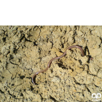 گونه مار کرمی شکل اوراسیا Eurasian Blind Snake